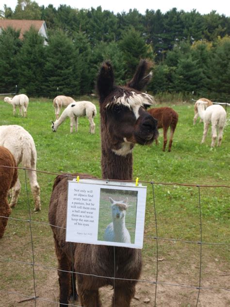 The Joy of Interacting with Magic Willows Alpacas
